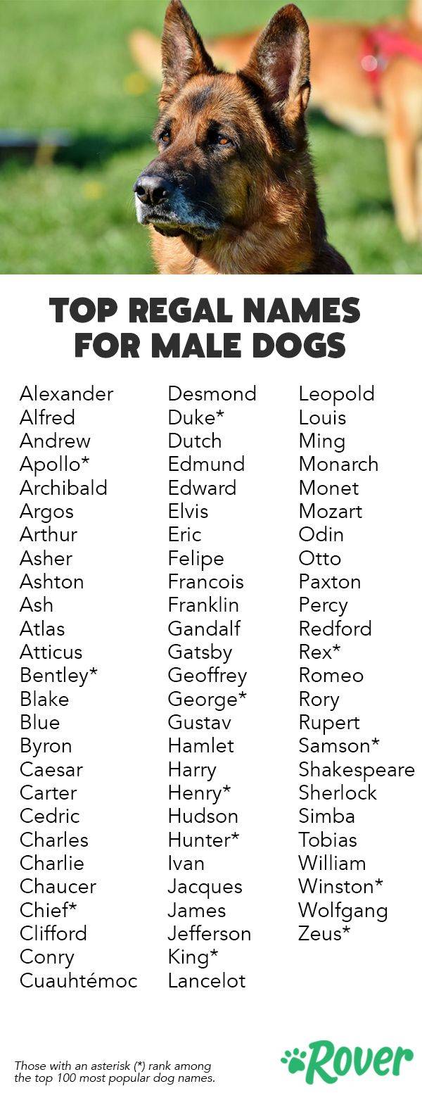 Красивые клички для собак мальчиков, легкие и мелодичные имена для щенков.