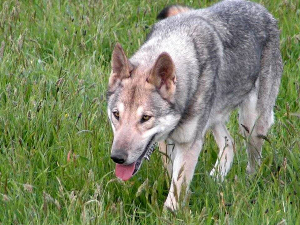 Волкособы: породы волчьих собак с фото, названием и описанием