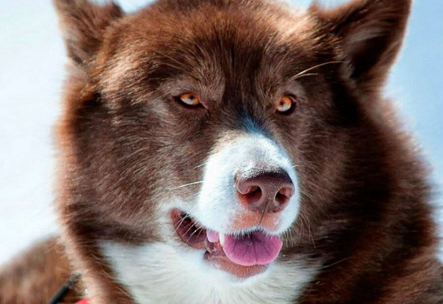 Канадская эскимосская лайка: обзор породы собак с фото и видео