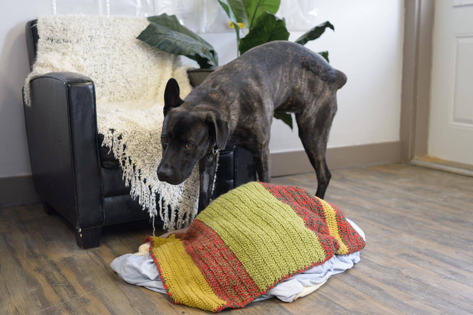 Как отучить собаку метить в квартире