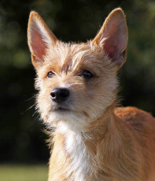 Португальская водяная собака: фото, описание породы, характера