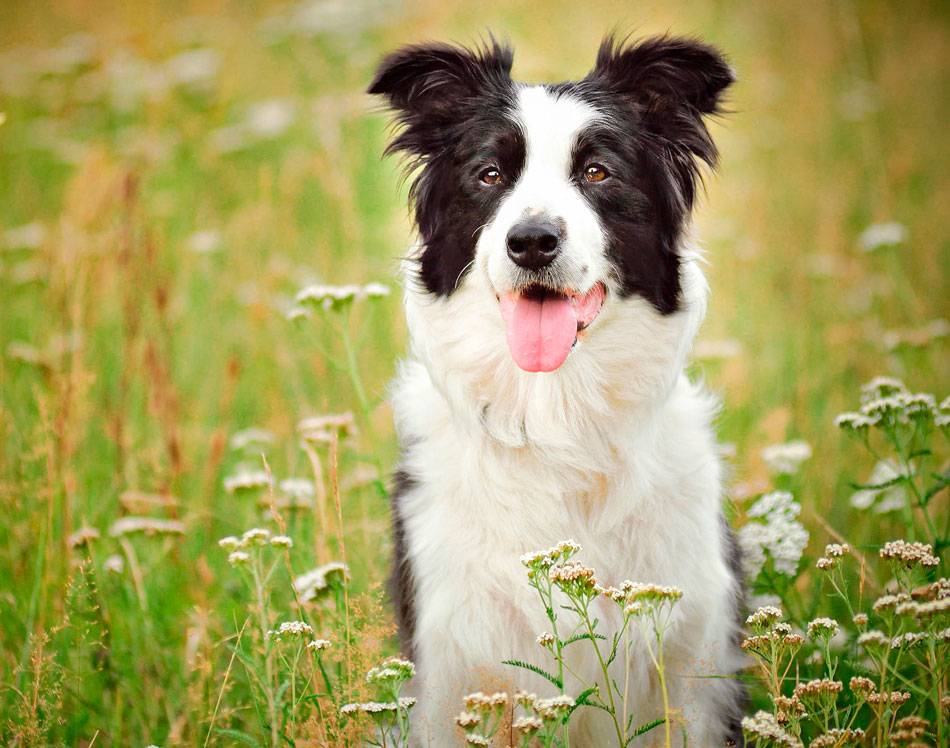 Бордер-колли - характеристики собаки, выращивание и уход, особенности кормления и воспитания щенков