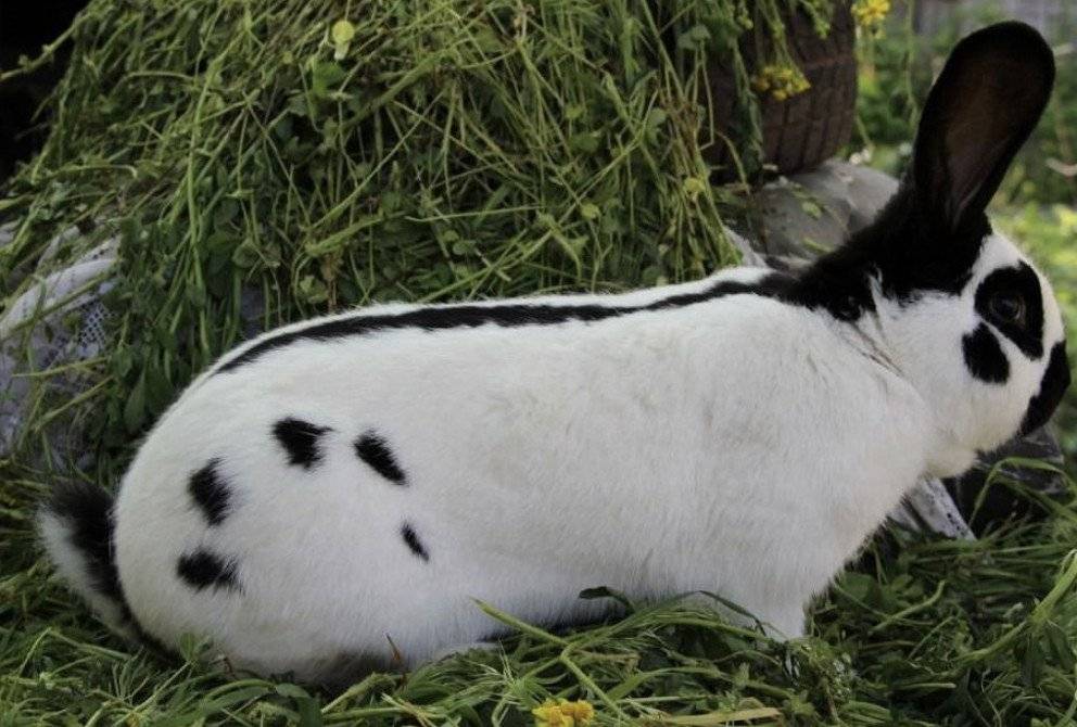 Кролики породы немецкий строкач: описание, фото