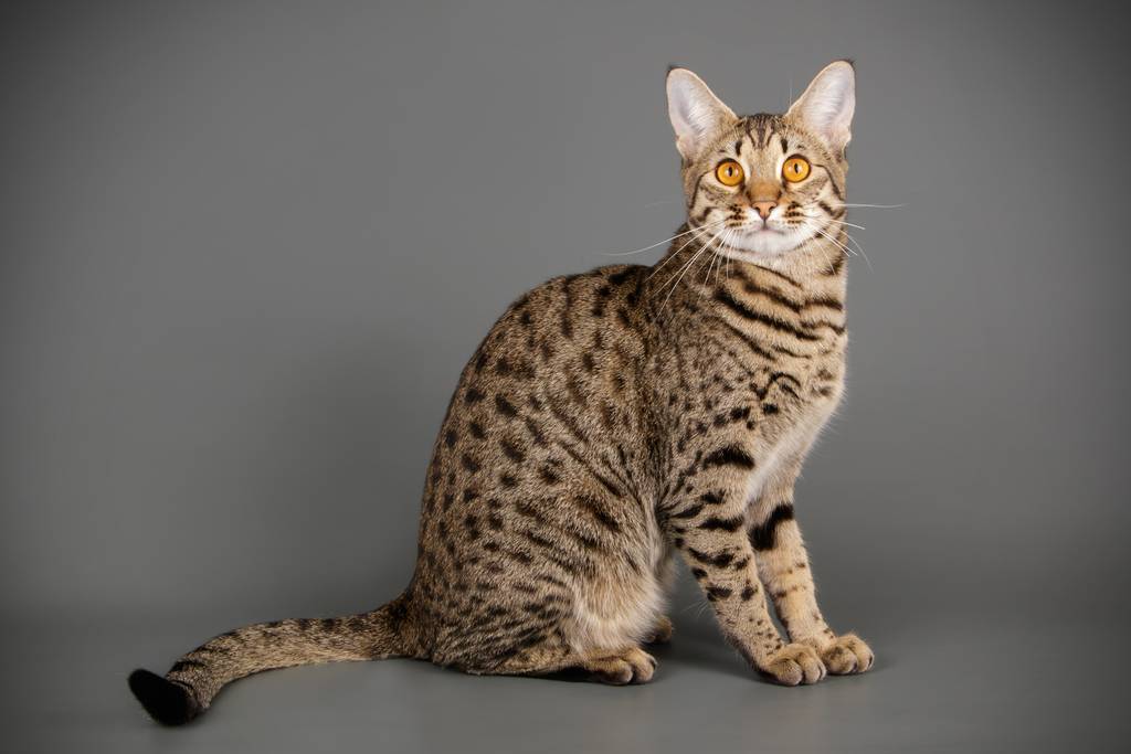 Самые большие породы кошек: топ10 с фото и названиями