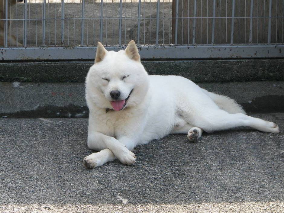 Японский хин (64 фото): описание породы и характер собак, характеристики щенков спаниеля, плюсы и минусы, отзывы владельцев