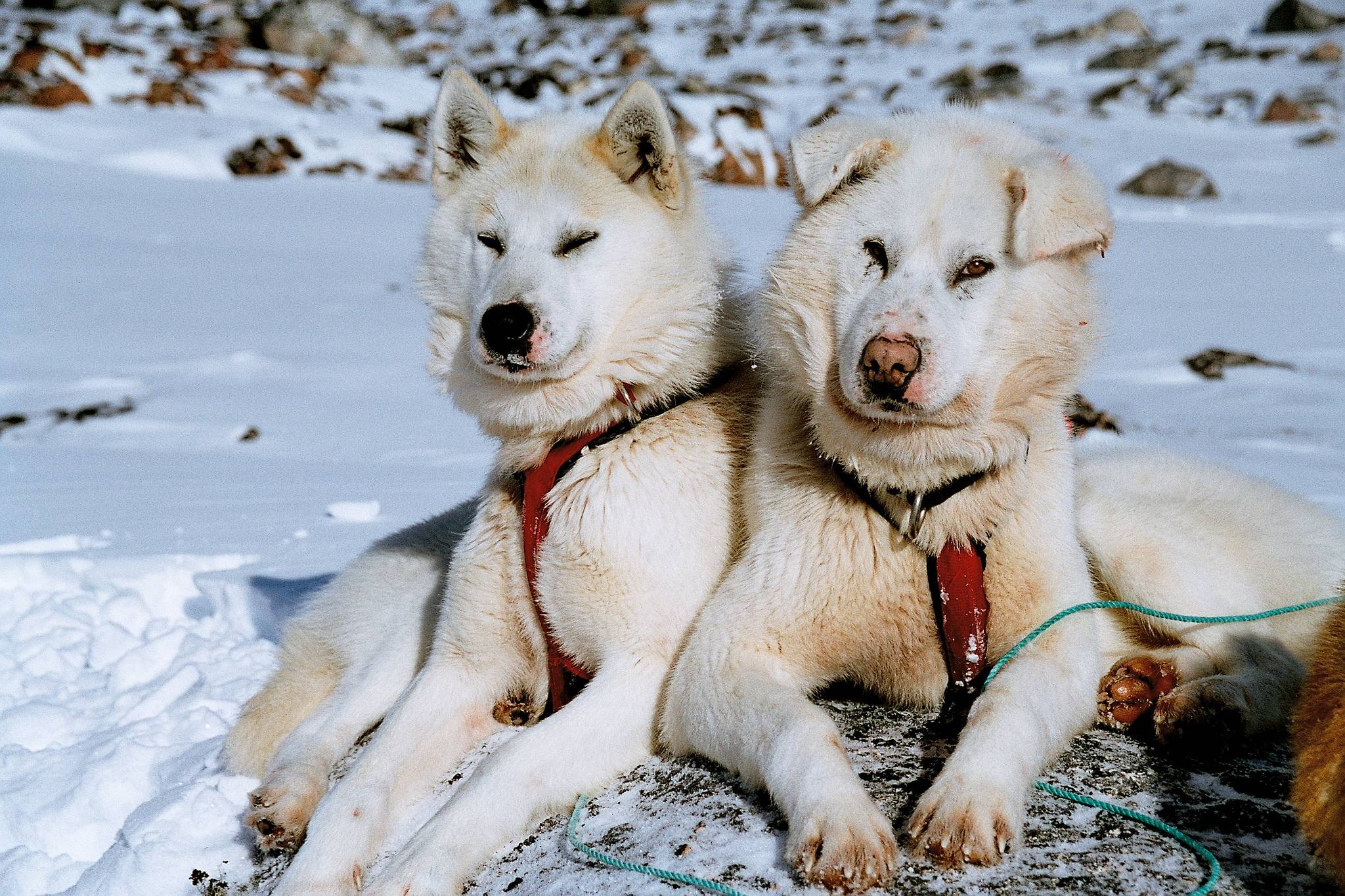 Лысые собаки: перечень пород и их история и особенности- обзор +видео