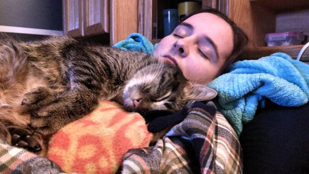 Почему кошки спят с хозяевами: причины, что делать