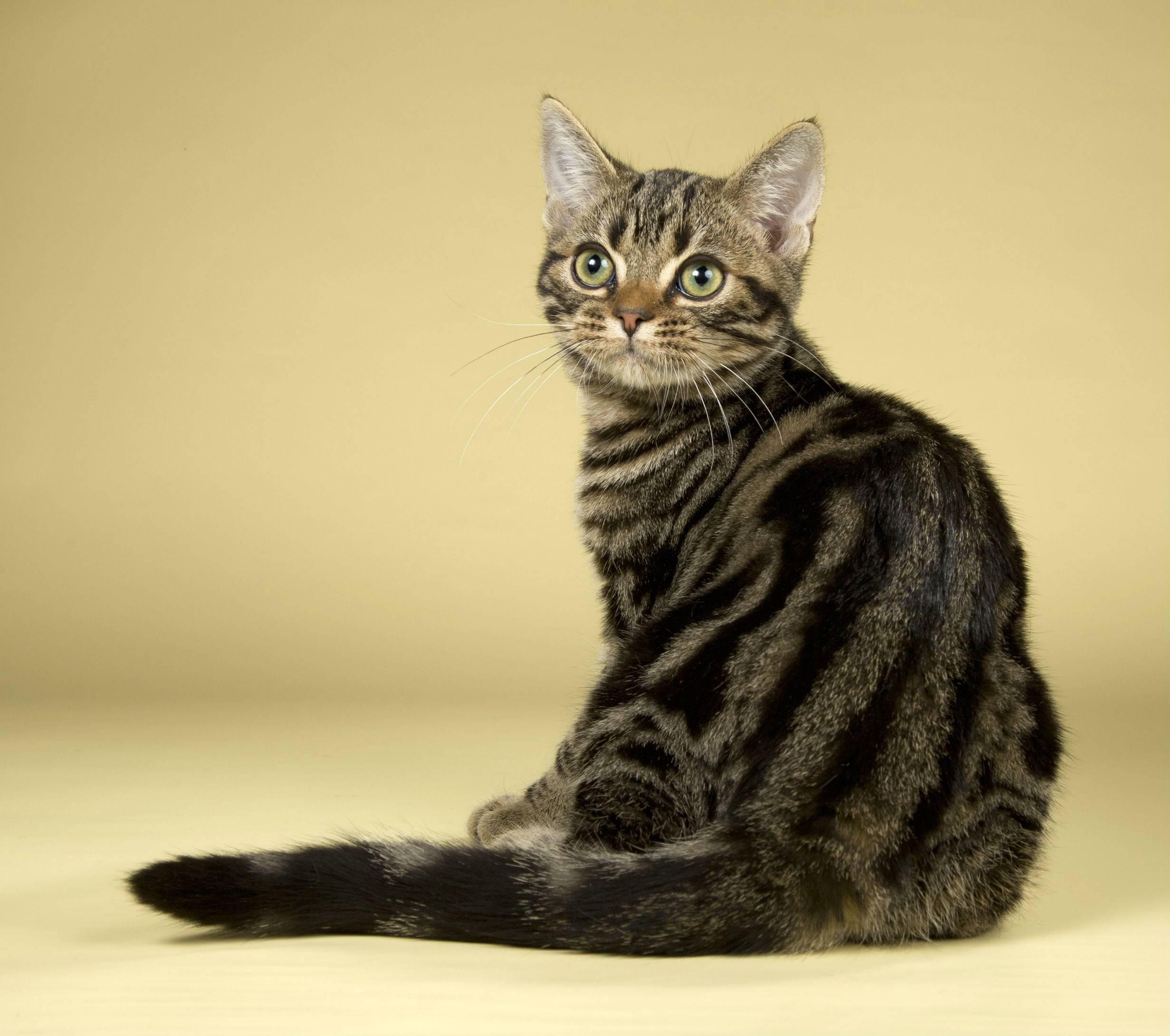 Британская короткошерстная кошка (53 фото): основные сведения о породе, описание внешности гладкошерстных котов. котята белого и черного, рыжего и другого окраса