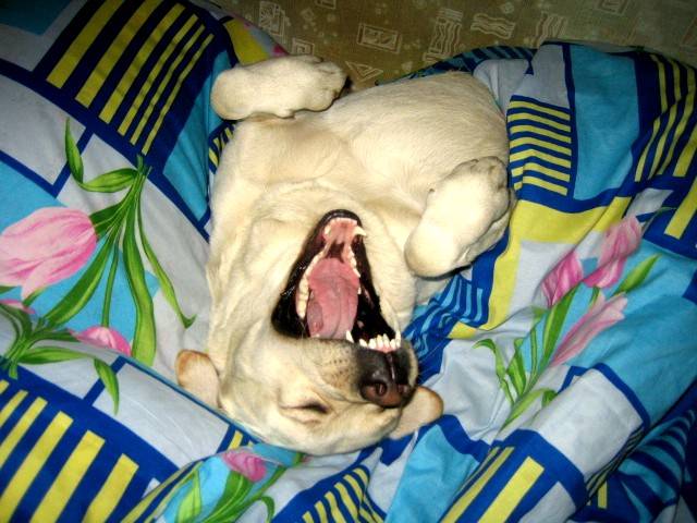 Как приучить собаку к месту? 13 фото как научить щенка спать на своем месте ночью? особенности приучения к месту для сна щенков в 2 месяца и взрослых собак