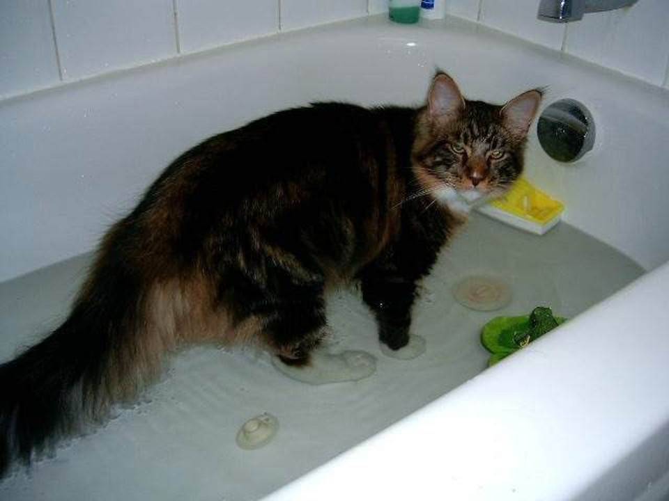 Почему кошки боятся воды? - hi-news.ru
