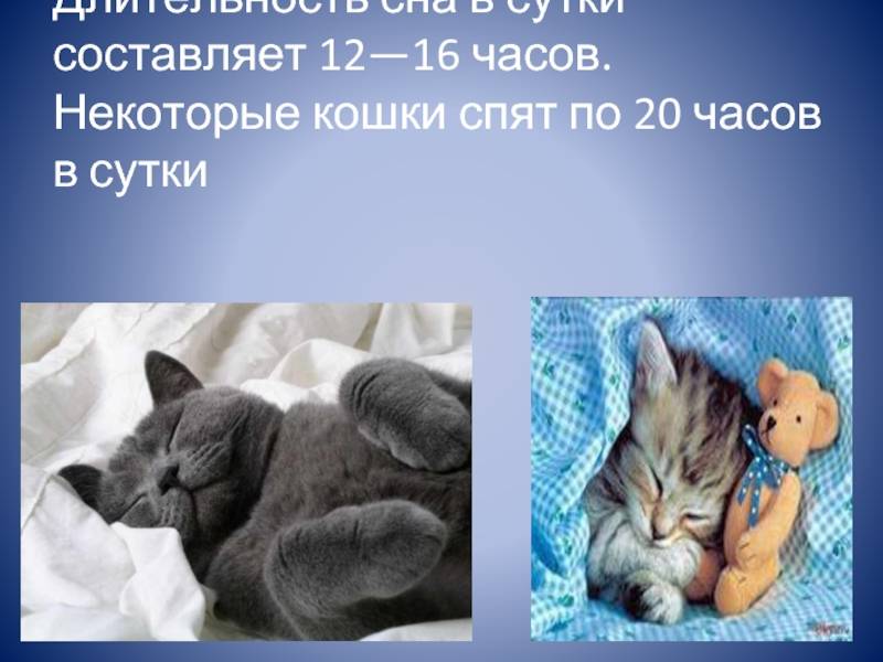 Сколько спят коты и от чего зависит продолжительность их сна?