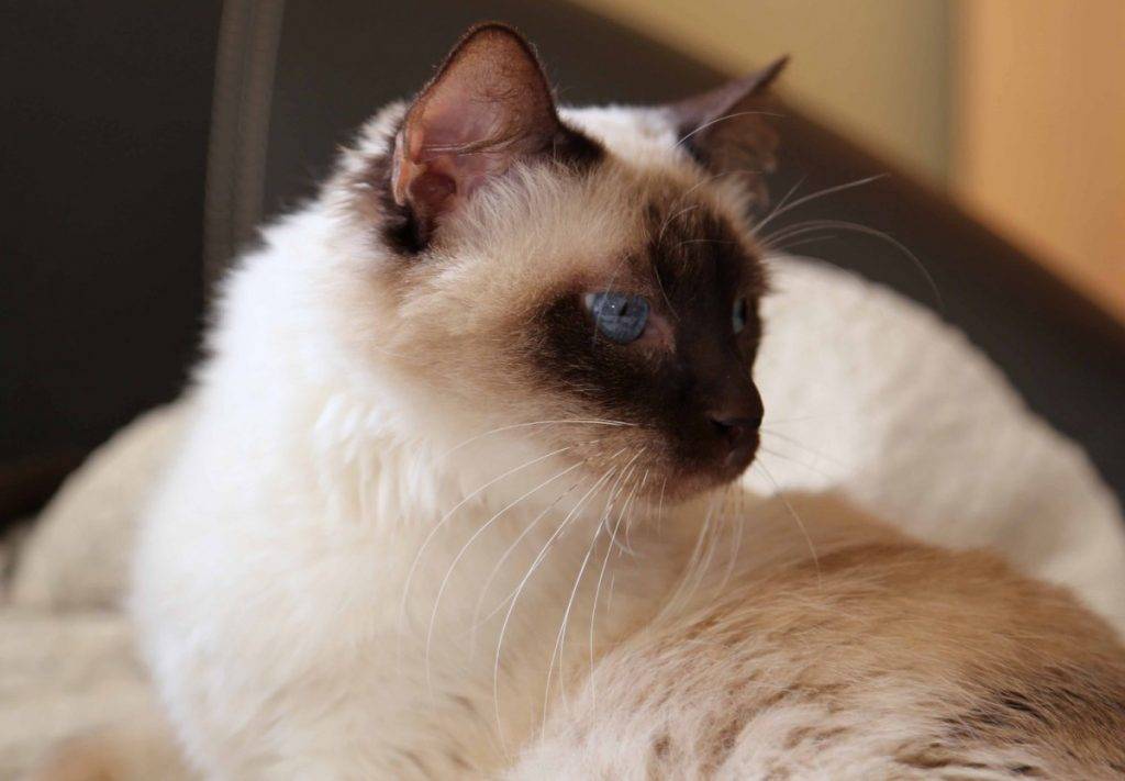 Порода кошки балинез или балинезийская: характер, описание
