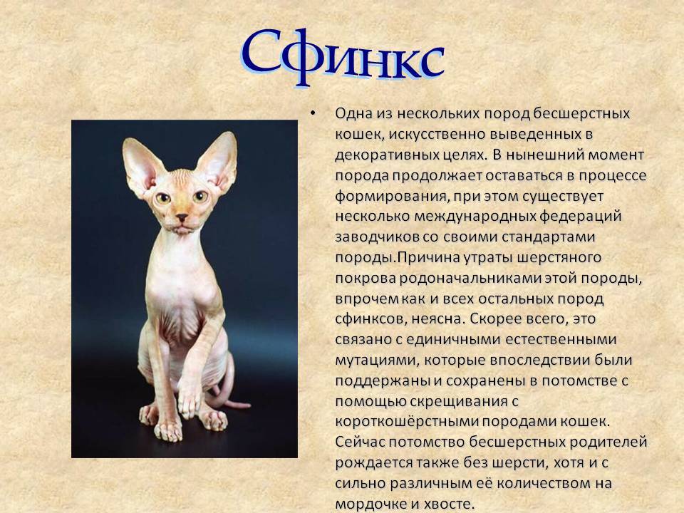 Бурманская кошка: описание породы, характер кошки и котенка, фото, цена