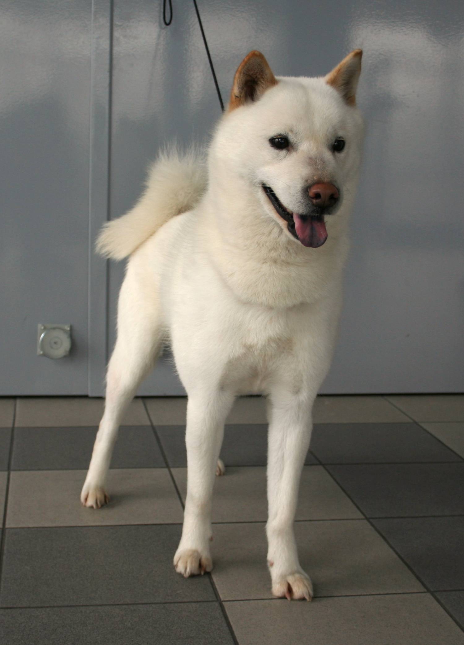Японский хин: все о собаке, фото, описание породы, характер, цена