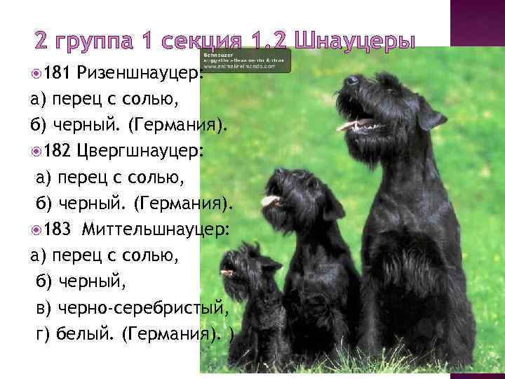 Шнауцеры (миттельшнауцер, карликовый шнауцер): фото и описание разновидностей породы собак, история породы