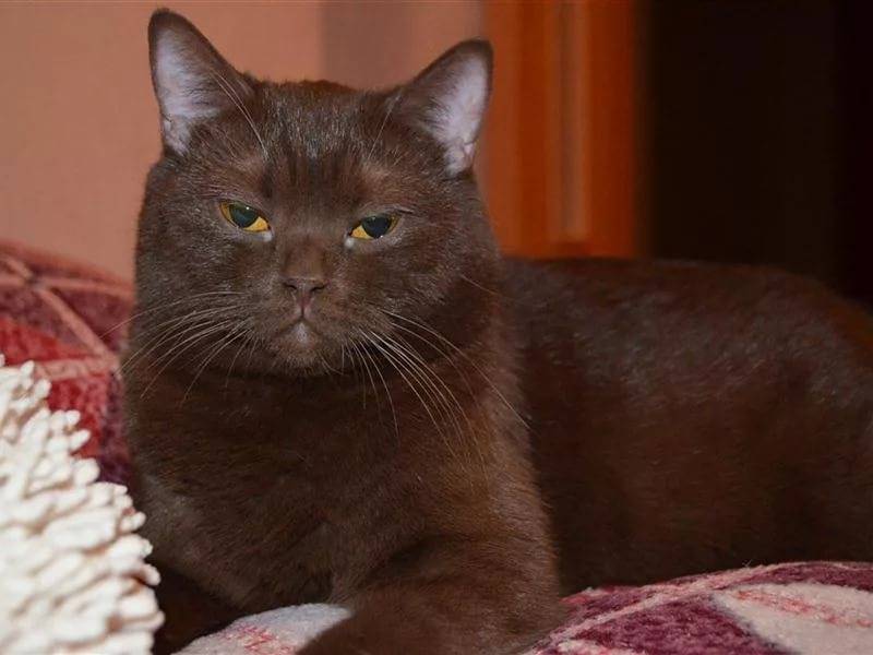 Йоркская шоколадная кошка: все оттенки шоколада
