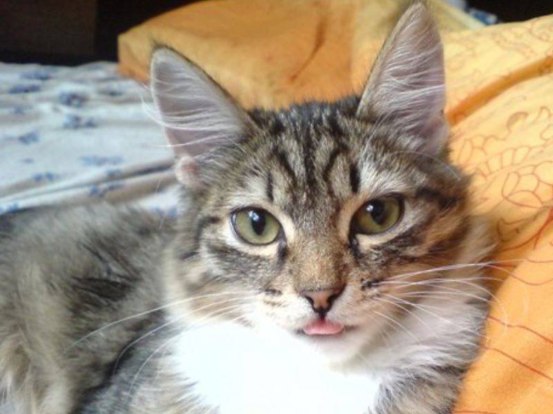 Почему у кошки высунутый язык