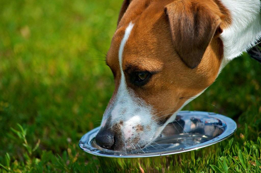 Собака вялая: причины и последствия, болезни, при которых собака не ест, лечение и профилактика