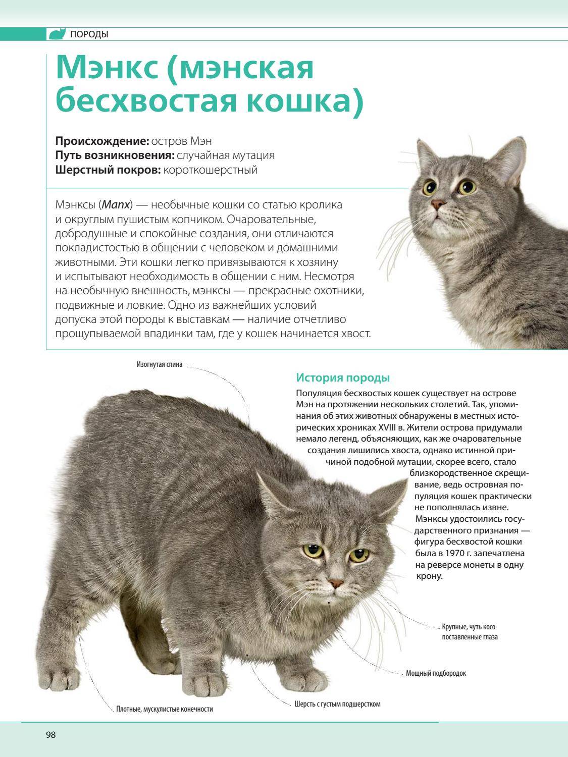 Норвежская лесная кошка - 125 фото особенностей породы и особенности воспитания