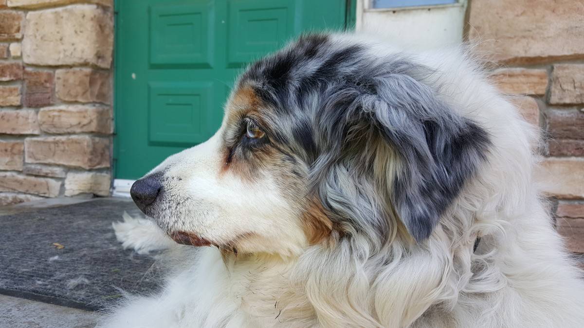Описание породы московской сторожевой собаки, ее особенности и отзывы о ней