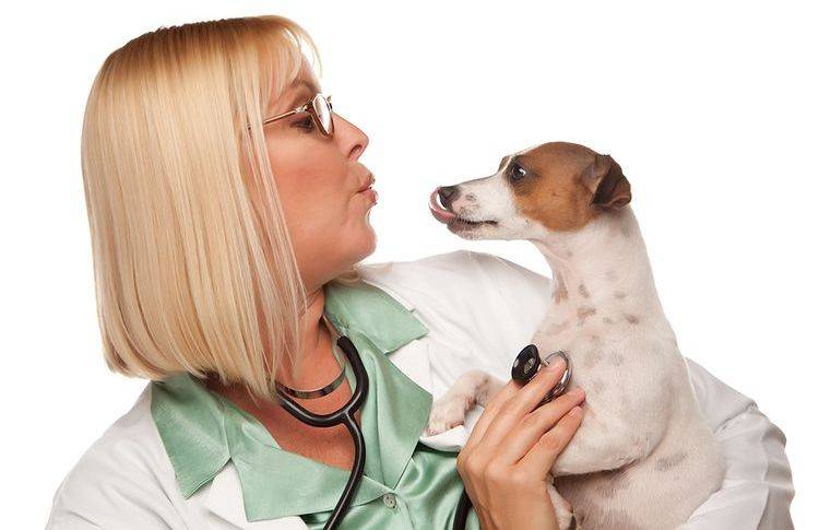Внутреннее кровотечение у собаки - симптомы, лечение в москве. ветеринарная клиника "зоостатус"