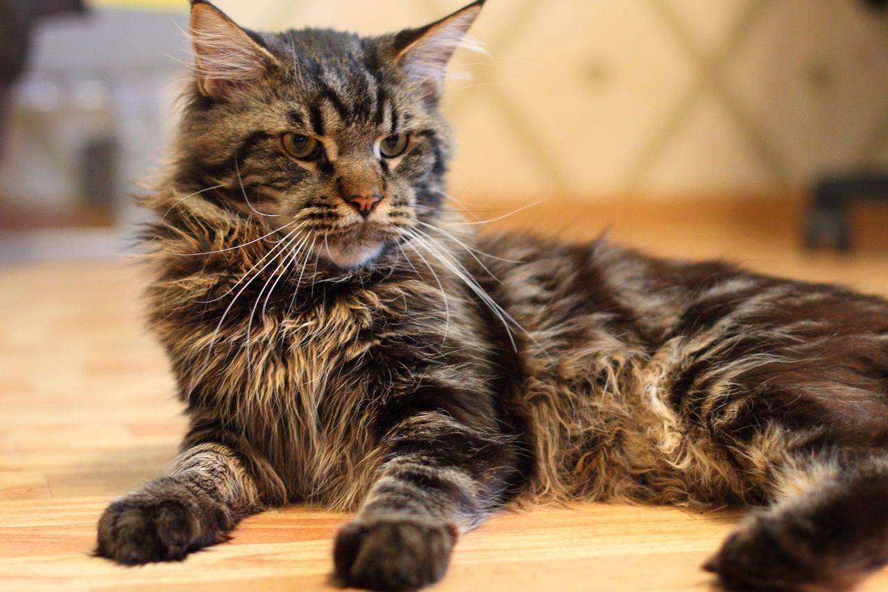 Мейн-кун (maine coon) кошка: подробное описание, фото, купить, видео, цена, содержание дома
