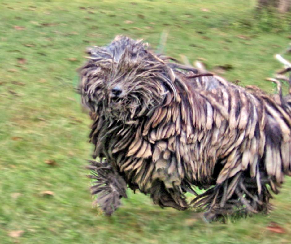 Собака с дредами: бергамская овчарка