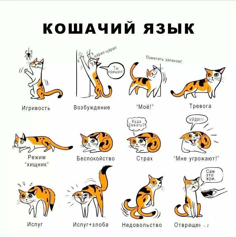 Язык тела кошек. как правильно понять, что хочет сказать питомец | блог ветклиники "беланта"
