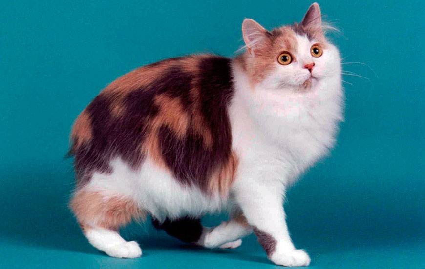 Храбрые защитники и весёлые друзья: очаровательные мэнские кошки
