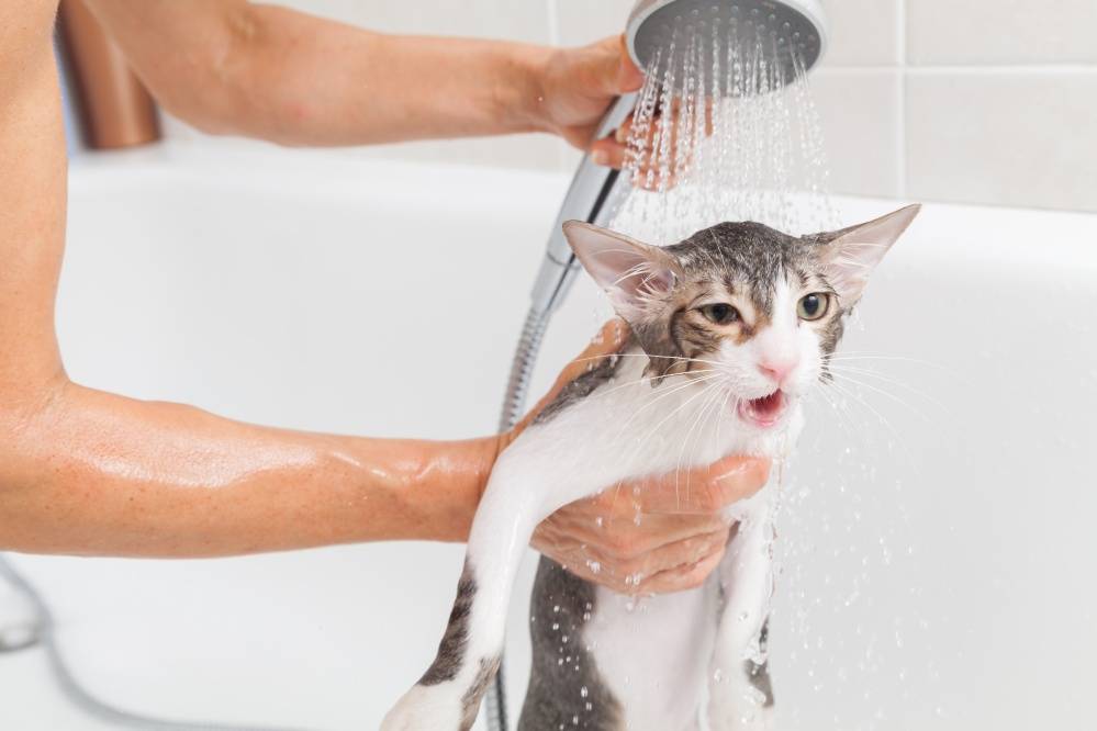 Шампунь для кошек – как часто и правильно купать питомца, чтобы приучить его к этой процедуре?
