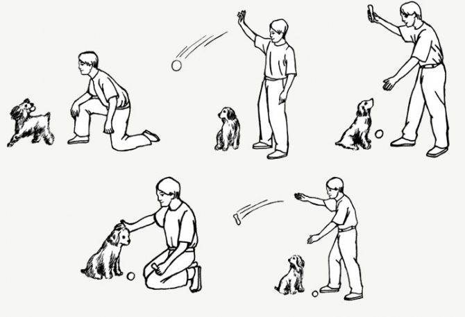 Дрессировка собаки: методы, команды, видео и советы кинологов
