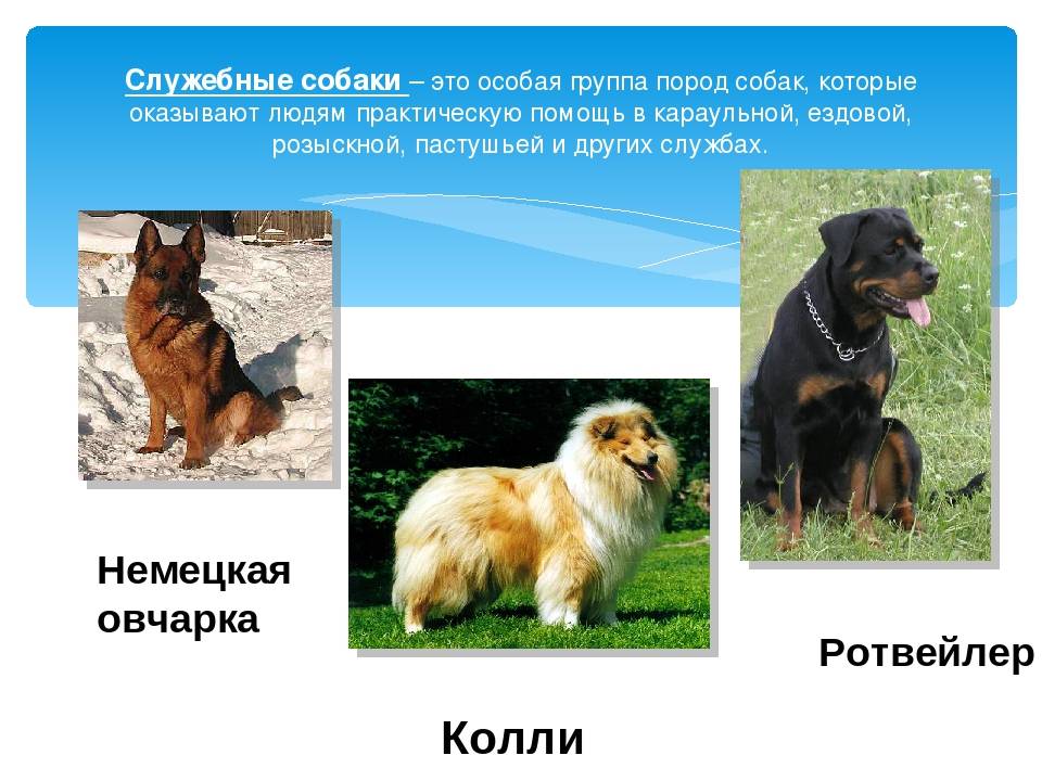 Происхождение, классификация и назначение собак - собаководство - собственник