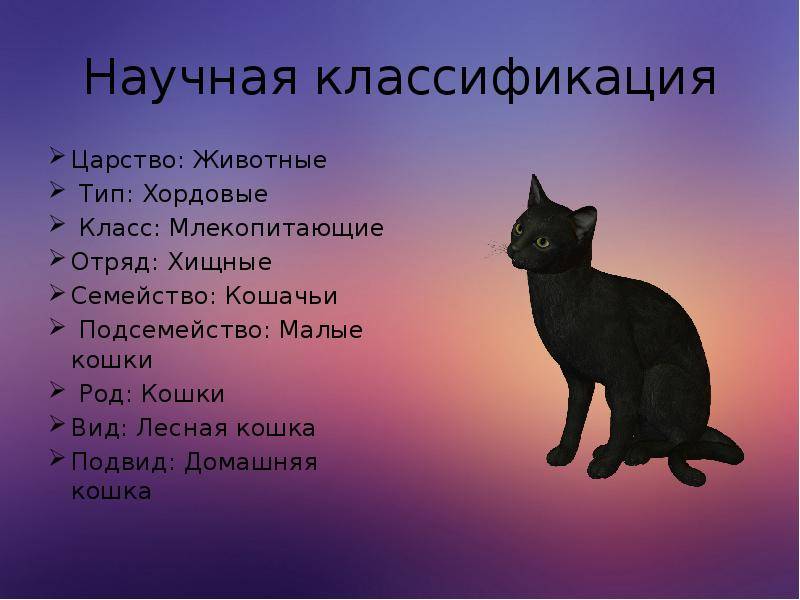 Систематика кошачьих — викифур, русскоязычная фурри-энциклопедия