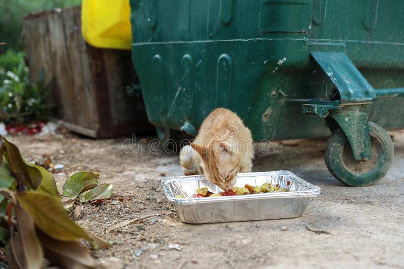 Почему кот ест целлофан и что в таком случае делать