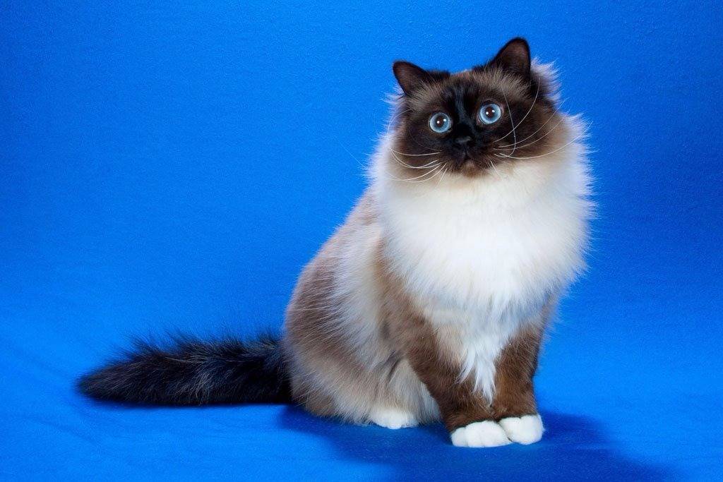 Священная бирма кошка: подробное описание, фото, купить, видео, цена, содержание дома