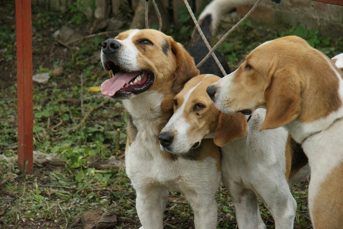 Охотничьи собаки - все виды собак и их описание