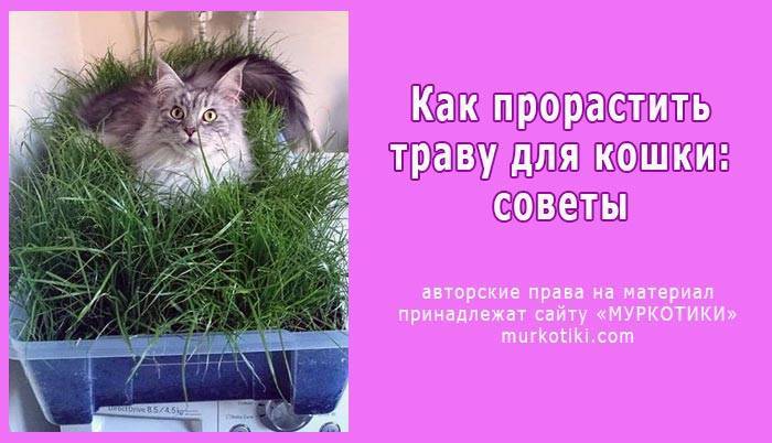 Трава для кошек: полезные свойства и виды растений, как посадить травку в горшке дома и ухаживать за ней