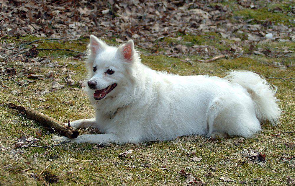 Белые пушистые собаки (37 фото): представители больших и маленьких пород. как называются лохматые псы? породы щенков с длинной шерстью