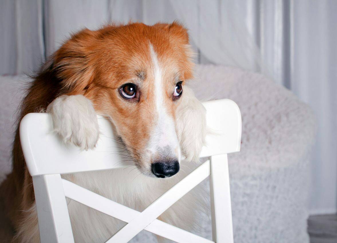 Собака ведет себя грустно. что значит быть грустным?