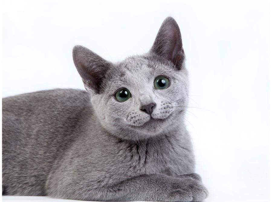 Кошка русская голубая: описание породы, фото, особенности ухода и содержания, разведение котов, выбор котенка, отзывы владельцев