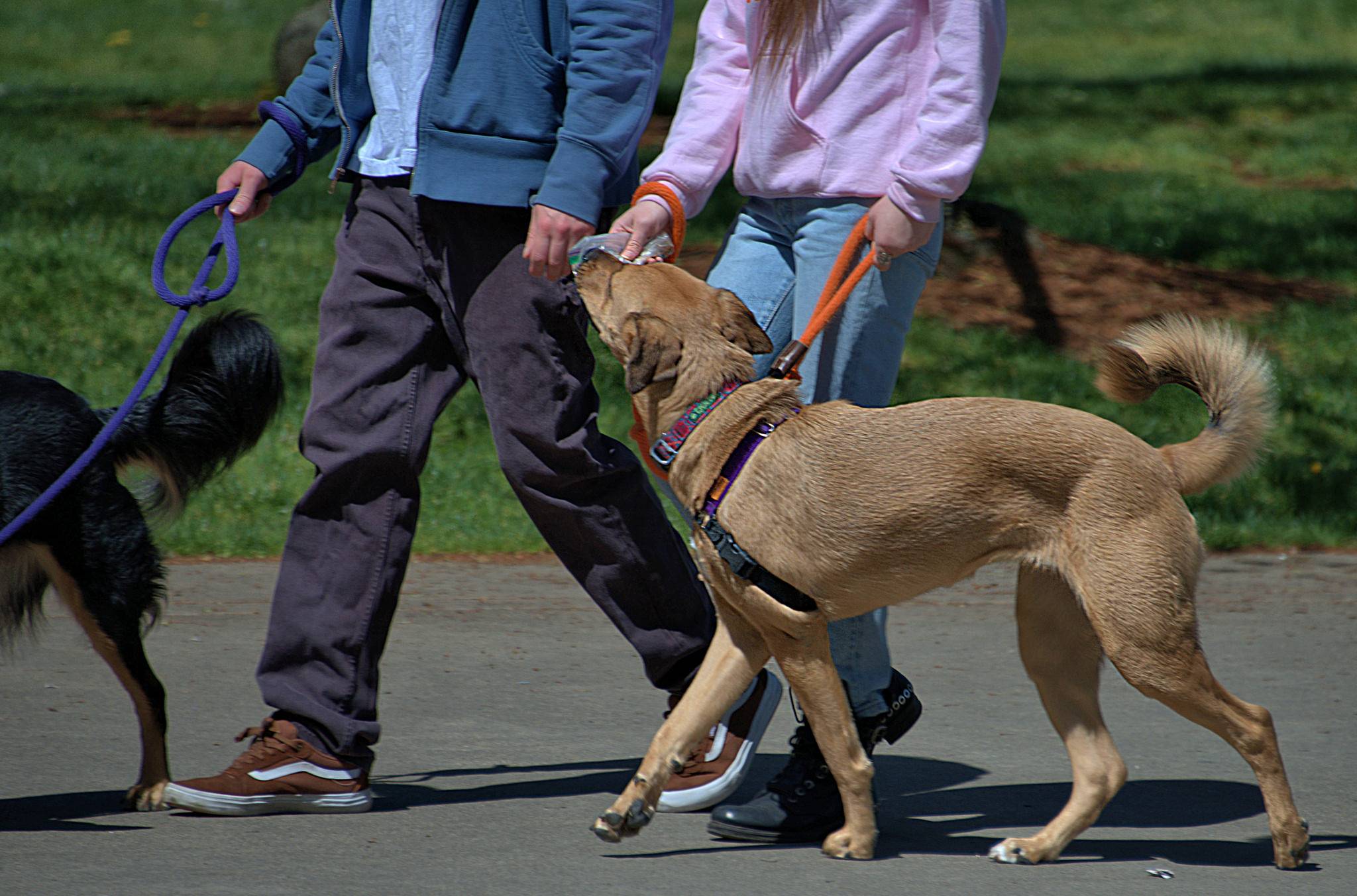Как научить собаку ходить рядом и стать идеальным городским жителем. обучаем собаку команде «рядом» без поводка