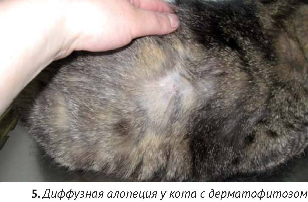 Симптомы: почему у кошки выпадает шерсть – возможные причины и методы лечения.