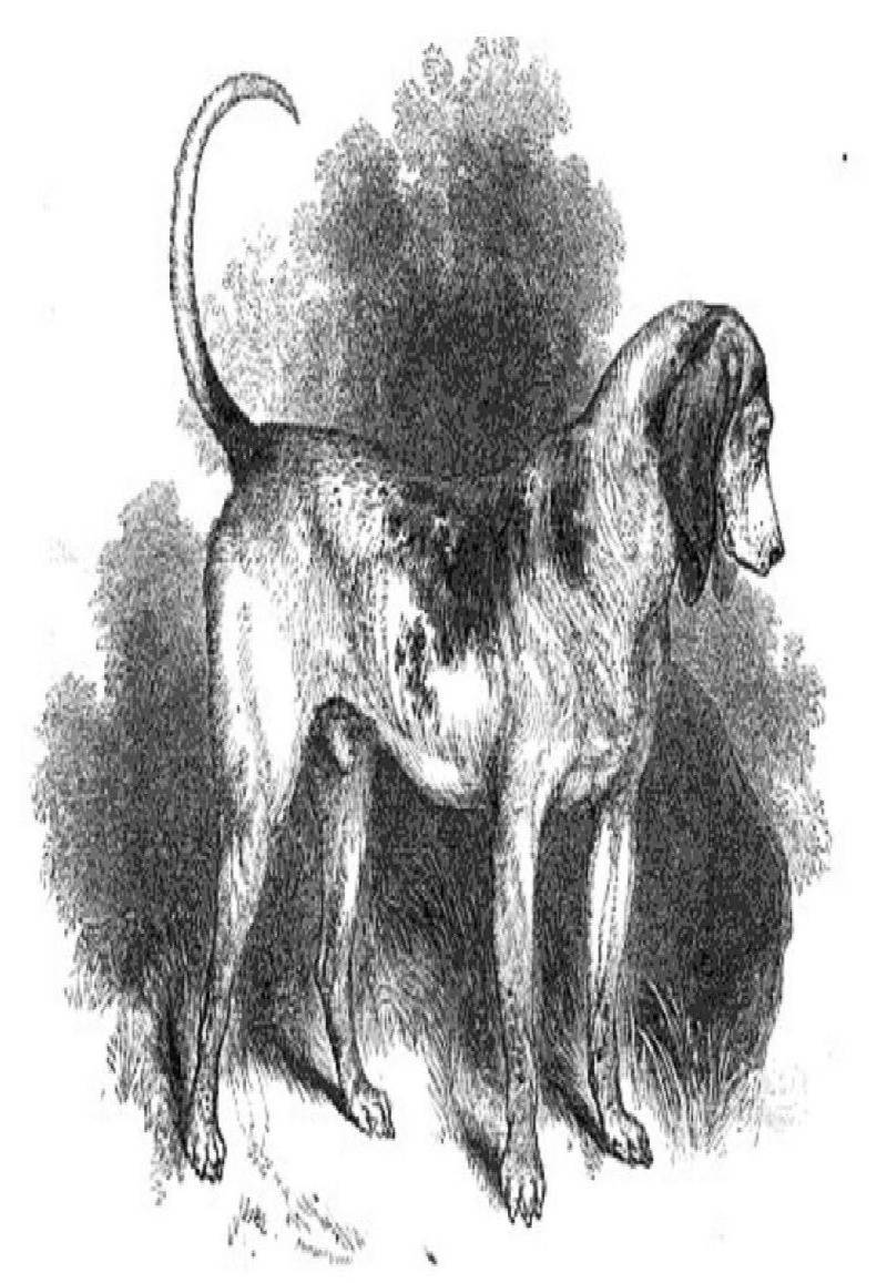Какая самая древняя собака? топ-14 древних пород