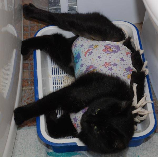 Кошка после стерилизации по дням: шов, уход, что можно, что нельзя | zoosecrets