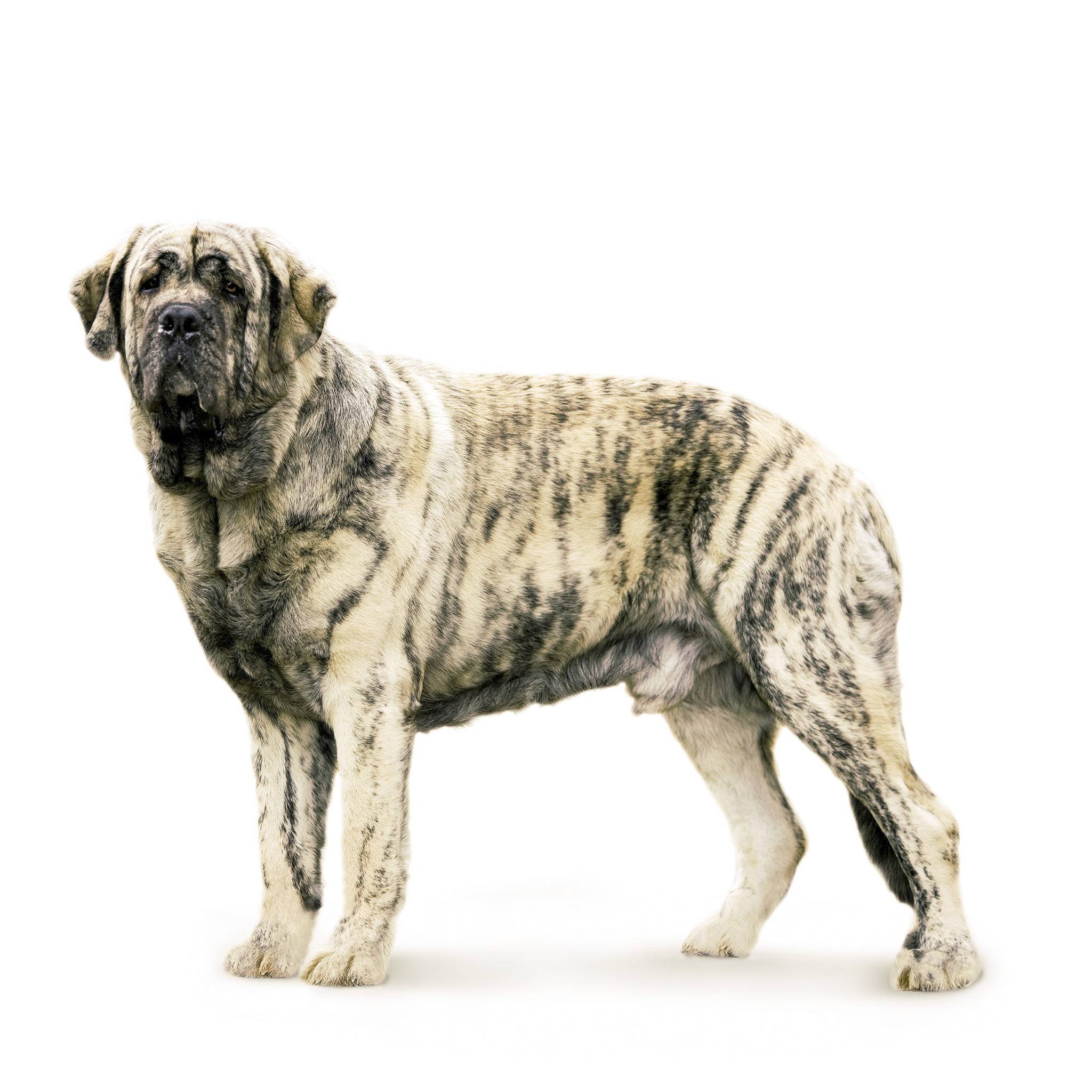 Испанский мастиф - описание породы и характер собаки
