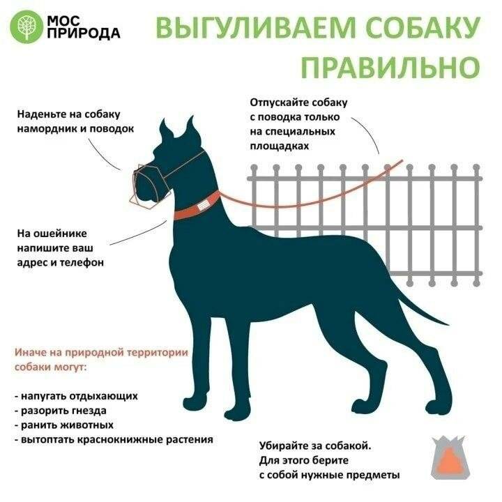 Правила выгула собак: закон в 2021 году в россии, штраф, запрещенные места, можно ли гулять без намордника и поводка в городе, в неположенном месте