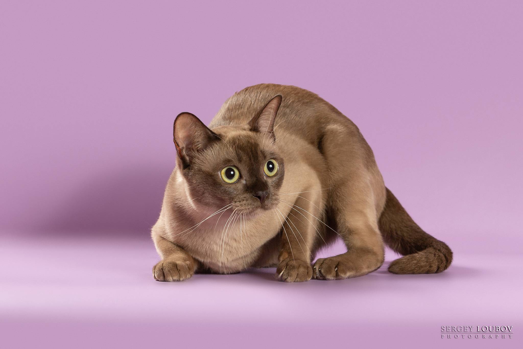 Кошки породы бурмилла — внешний вид, характер и особенности ухода