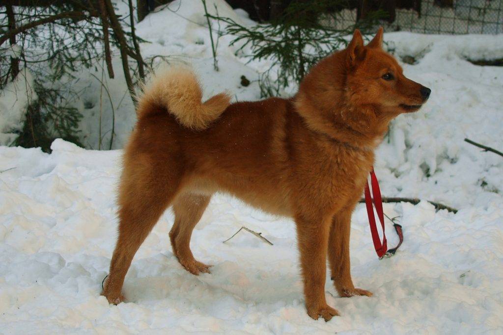 Описание породы собак карело-финская лайка: характер, уход, предназначение
