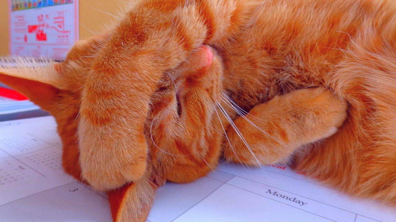Стресс у кошек симптомы лечение - муркин дом