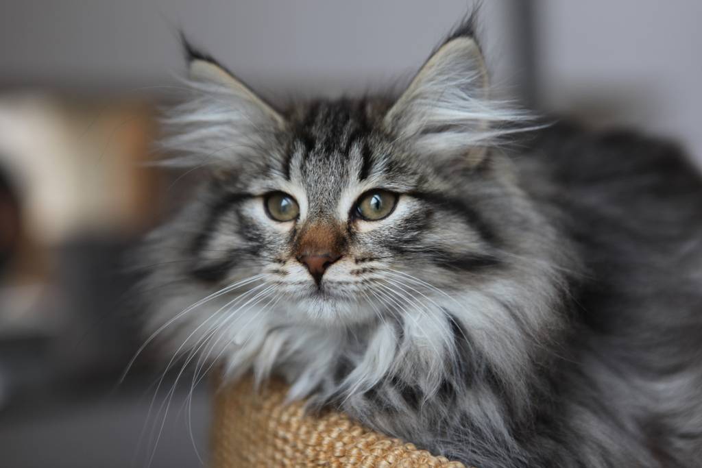 Норвежская лесная кошка: все особенности породы (+ фото и видео)